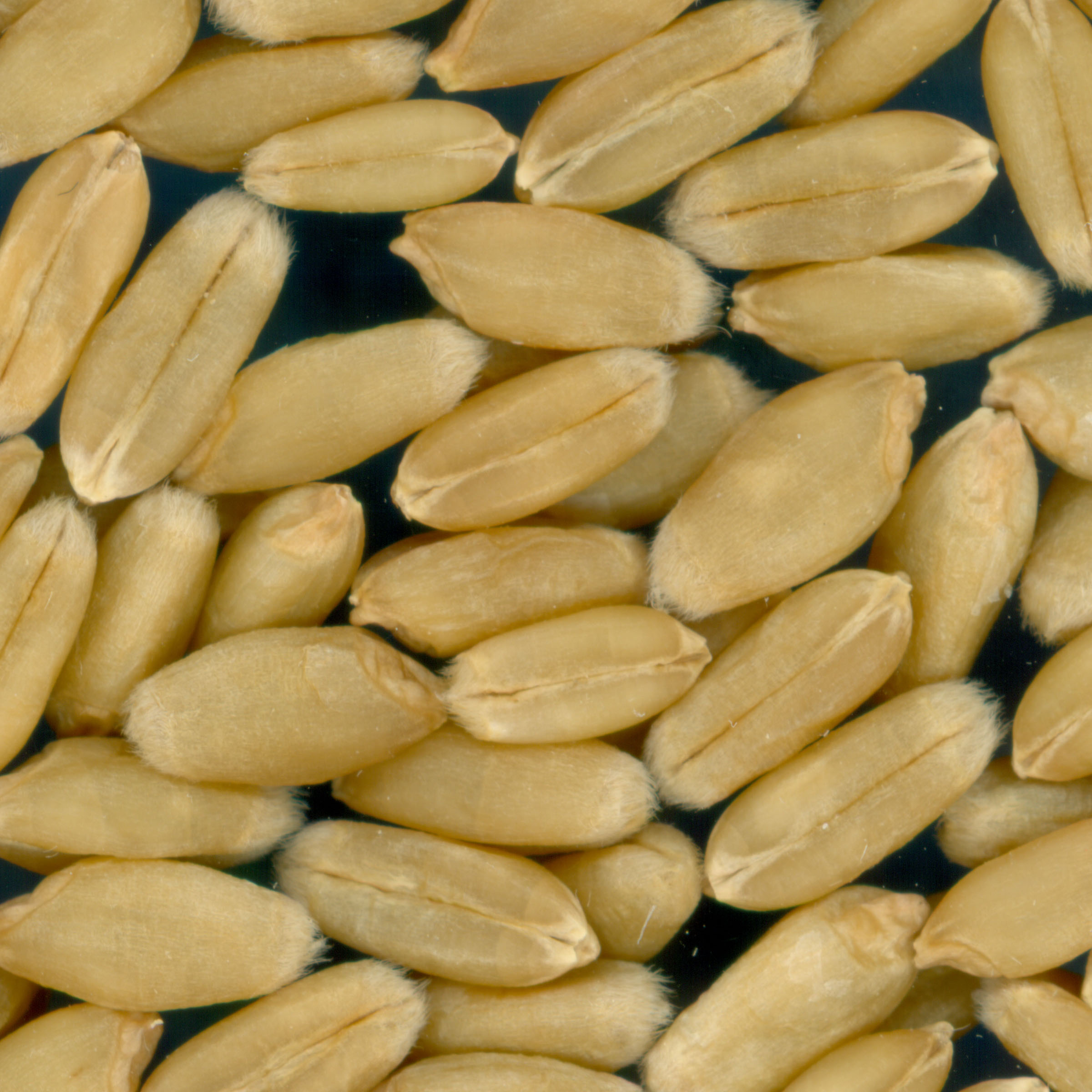 Click for 3 image(s) for this accession. KERNELS